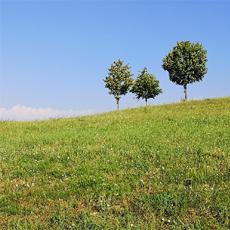 Foto Landschaft mit Bäumen